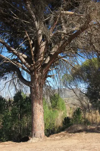 Arbol-singular-Hellin-Pino-del-Azaraque2