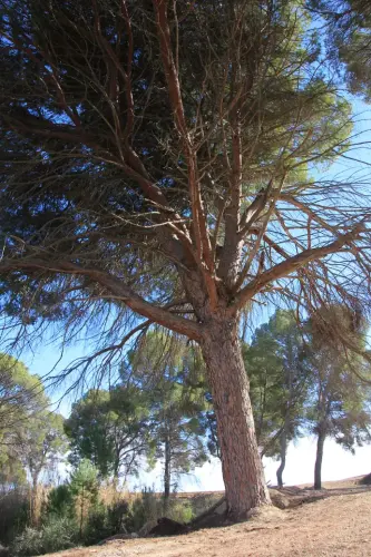 Arbol-singular-Hellin-Pino-del-Azaraque3