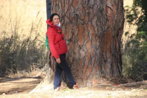 Arbol-singular-Hellin-Pino-del-Azaraque4