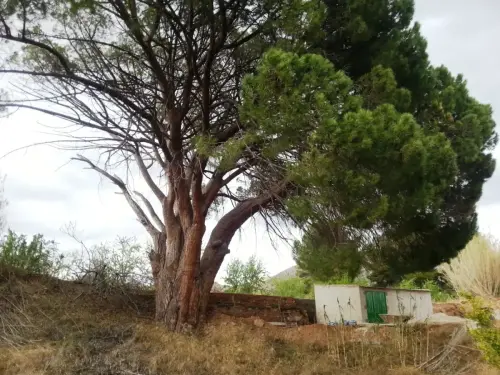 Arbol-singular-Hellin-Pino-doncel-de-Tedelche
