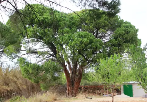 Arbol-singular-Hellin-Pino-doncel-de-Tedelche2