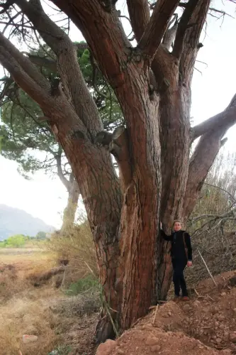 Arbol-singular-Hellin-Pino-doncel-de-Tedelche3