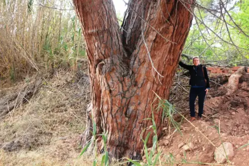 Arbol-singular-Hellin-Pino-doncel-de-Tedelche4