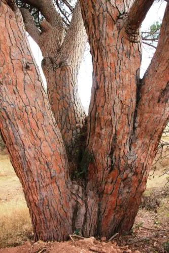 Arbol-singular-Hellin-Pino-doncel-de-Tedelche6
