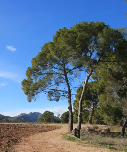 Arbol-singular-Hellin-Pinos-del-Azaraque