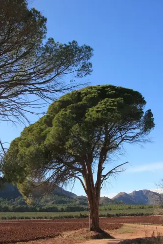 Arbol-singular-Hellin-Pinos-del-Azaraque10