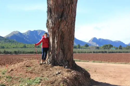 Arbol-singular-Hellin-Pinos-del-Azaraque10a