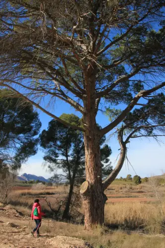 Arbol-singular-Hellin-Pinos-del-Azaraque2