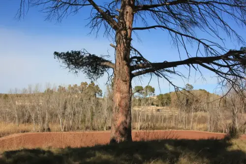 Arbol-singular-Hellin-Pinos-del-Azaraque3