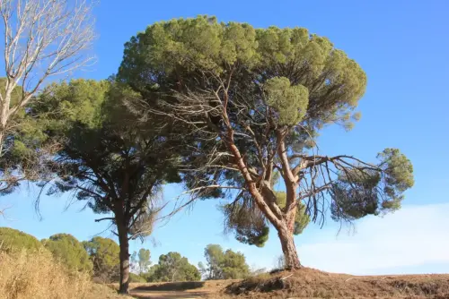 Arbol-singular-Hellin-Pinos-del-Azaraque4