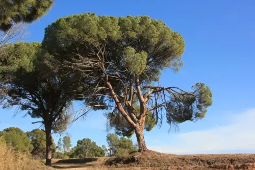 Arbol-singular-Hellin-Pinos-del-Azaraque5