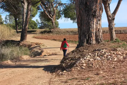 Arbol-singular-Hellin-Pinos-del-Azaraque6