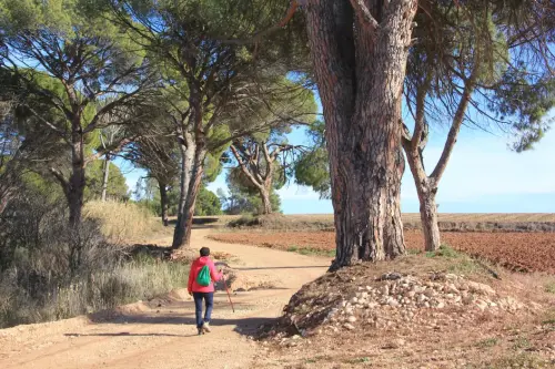 Arbol-singular-Hellin-Pinos-del-Azaraque7