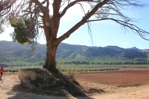 Arbol-singular-Hellin-Pinos-del-Azaraque8