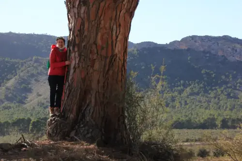 Arbol-singular-Hellin-Pinos-del-Azaraque8a