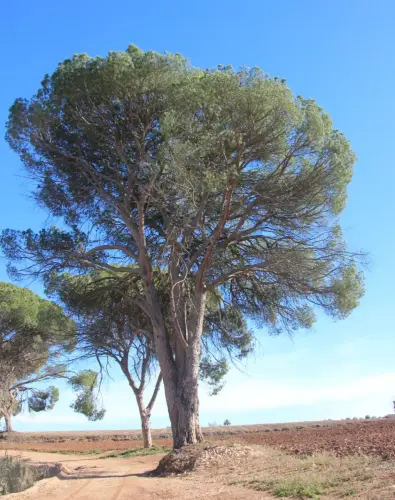 Arbol-singular-Hellin-Pinos-del-Azaraque9
