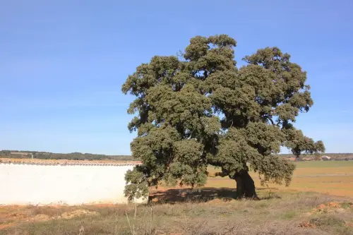 Arbol-singular-Horna-Chinchilla-Carrasca-de-Casa-Alhama2
