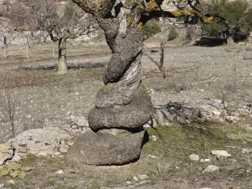 Arbol-singular-Horno-Ciego-Elche-de-la-Sierra-Almendro