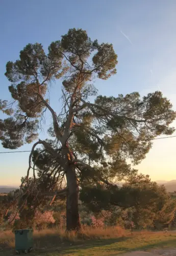 Arbol-singular-Horno-Ciego-Elche-de-la-Sierra-Pinos
