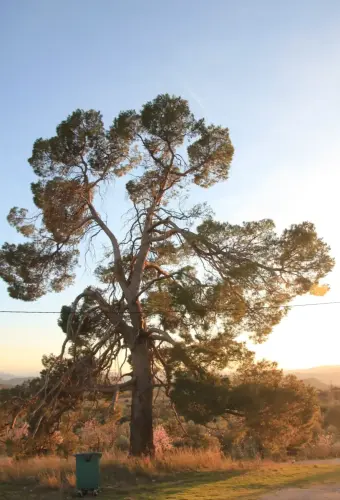 Arbol-singular-Horno-Ciego-Elche-de-la-Sierra-Pinos2