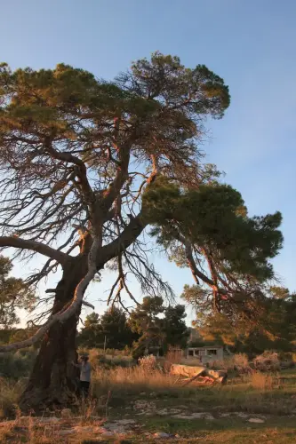 Arbol-singular-Horno-Ciego-Elche-de-la-Sierra-Pinos3