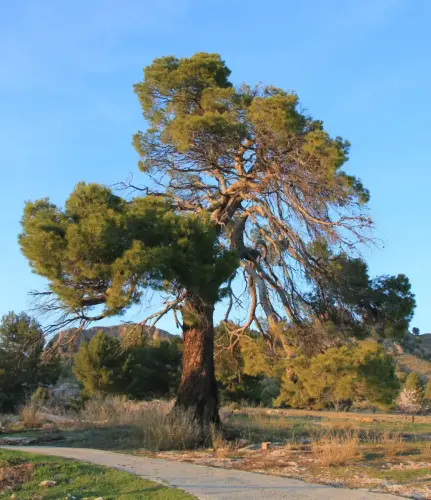 Arbol-singular-Horno-Ciego-Elche-de-la-Sierra-Pinos4