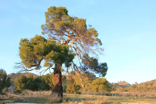 Arbol-singular-Horno-Ciego-Elche-de-la-Sierra-Pinos5