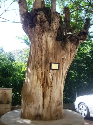 Arbol-singular-Jorquera-Olmo-de-Cubas