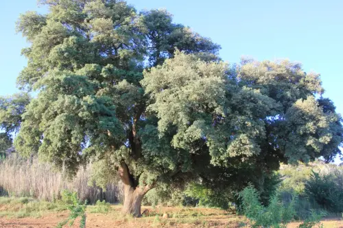 Arbol-singular-La-Gineta-Encina-de-La-Fuente2