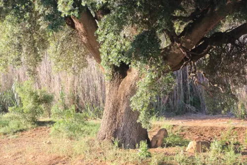 Arbol-singular-La-Gineta-Encina-de-La-Fuente3