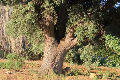 Arbol-singular-La-Gineta-Encina-de-La-Fuente4