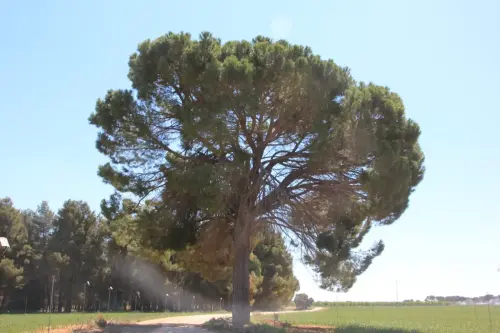 Arbol-singular-La-Gineta-Pinos-de-Miralrrio