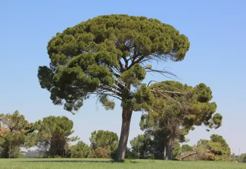 Arbol-singular-La-Gineta-Pinos-de-Miralrrio2