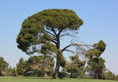 Arbol-singular-La-Gineta-Pinos-de-Miralrrio3