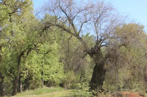 Arbol-singular-La-Gineta-Taray