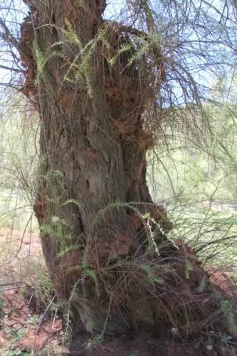 Arbol-singular-La-Gineta-Taray2