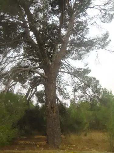 Arbol-singular-La-Matanza-Lietor