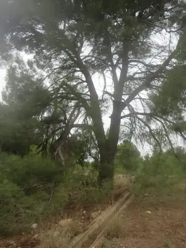 Arbol-singular-La-Matanza2-Lietor