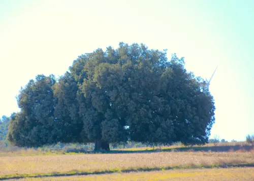 Arbol-singular-La-Molata-Alcadozo-Carrasca-de-La-Vaca