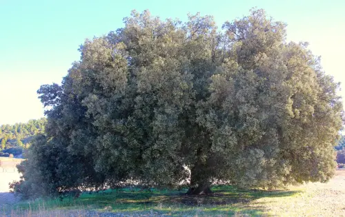 Arbol-singular-La-Molata-Alcadozo-Carrasca-de-La-Vaca2
