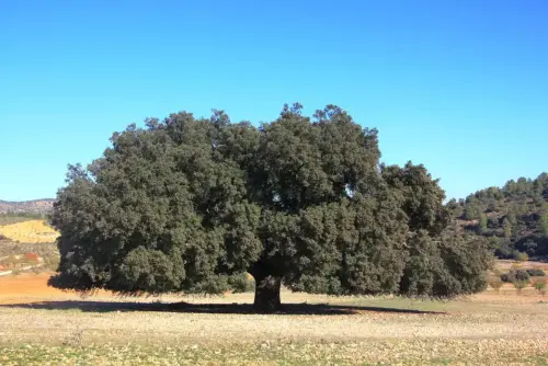 Arbol-singular-La-Molata-Alcadozo-Carrasca-de-La-Vaca3