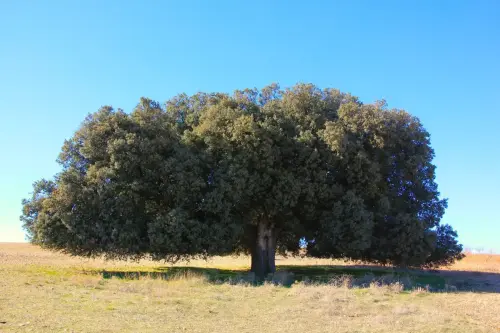 Arbol-singular-La-Molata-Alcadozo-Carrasca-de-La-Vaca4