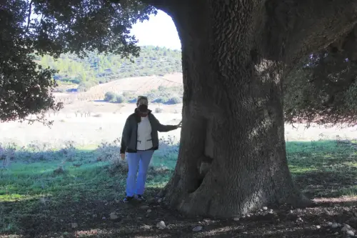 Arbol-singular-La-Molata-Alcadozo-Carrasca-de-La-Vaca5