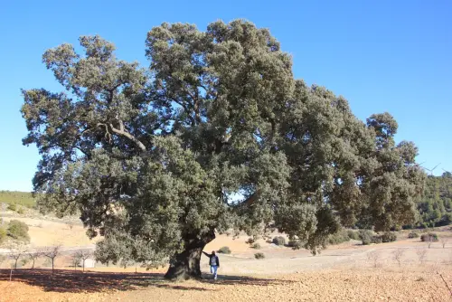 Arbol-singular-La-Molata-Alcadozo-Carrasca-del-Camino