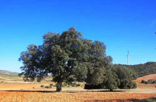 Arbol-singular-La-Molata-Alcadozo-Carrascas-del-Camino-y-de-La-Vaca