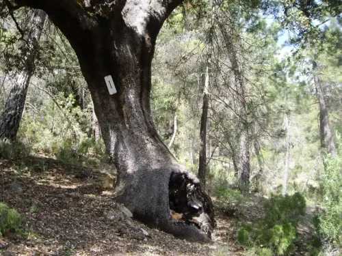 Arbol-singular-La-Moraleda-Yeste-Encinas