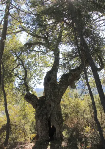 Arbol-singular-La-Parrilla-Yeste-Alcornoque