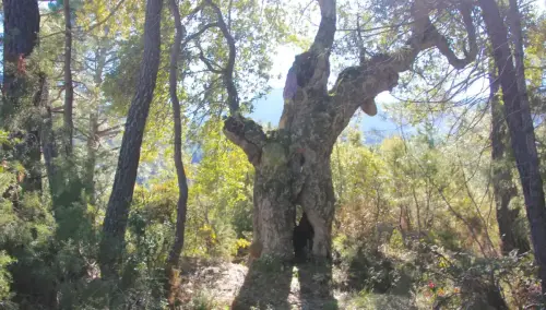 Arbol-singular-La-Parrilla-Yeste-Alcornoque2