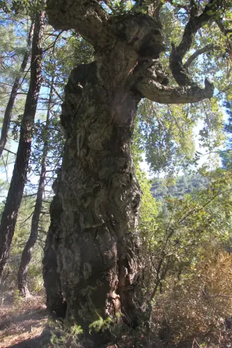 Arbol-singular-La-Parrilla-Yeste-Alcornoque3