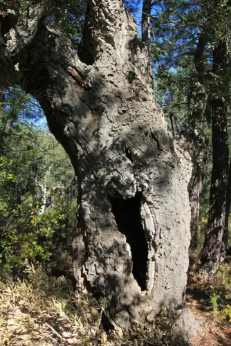 Arbol-singular-La-Parrilla-Yeste-Alcornoque4